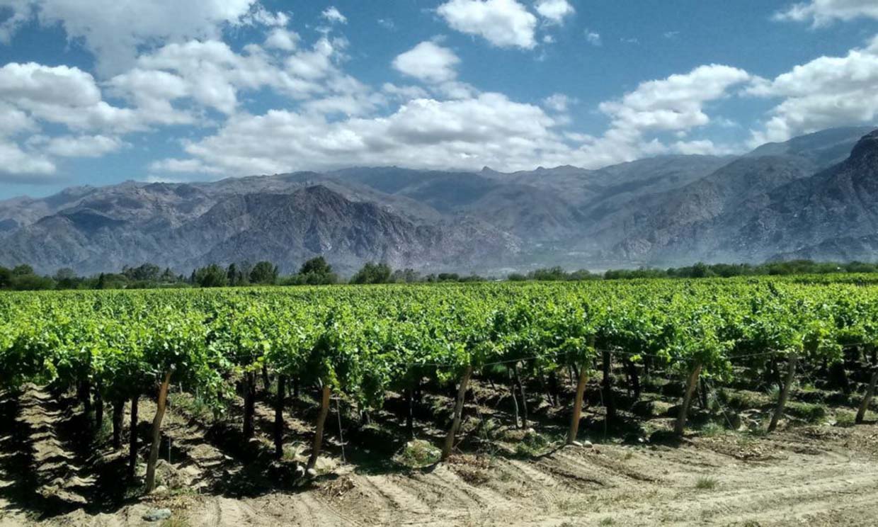 Un Eden pour les Connoisseurs : Découverte des Vins Argentins et Immersion dans la Culture Vinicole Locale